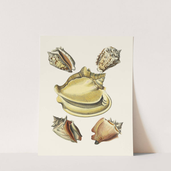 Die Flügelschnecken (Strombea) Pl.06 by Heinrich Carl Küster