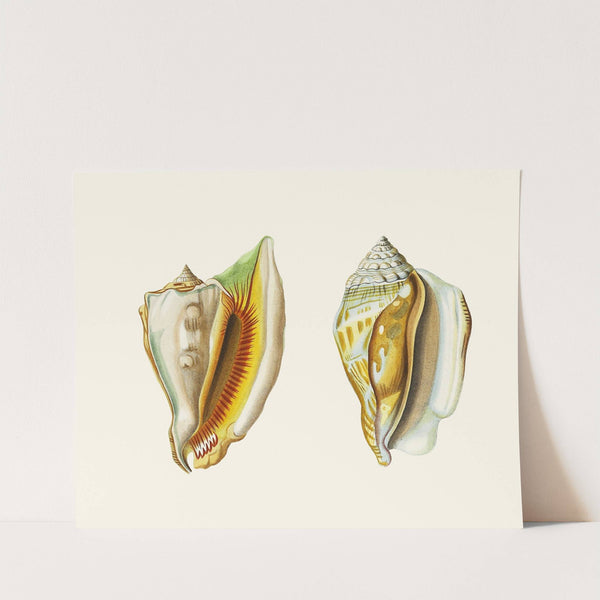 Die Flügelschnecken (Strombea) Pl.10 by Heinrich Carl Küster