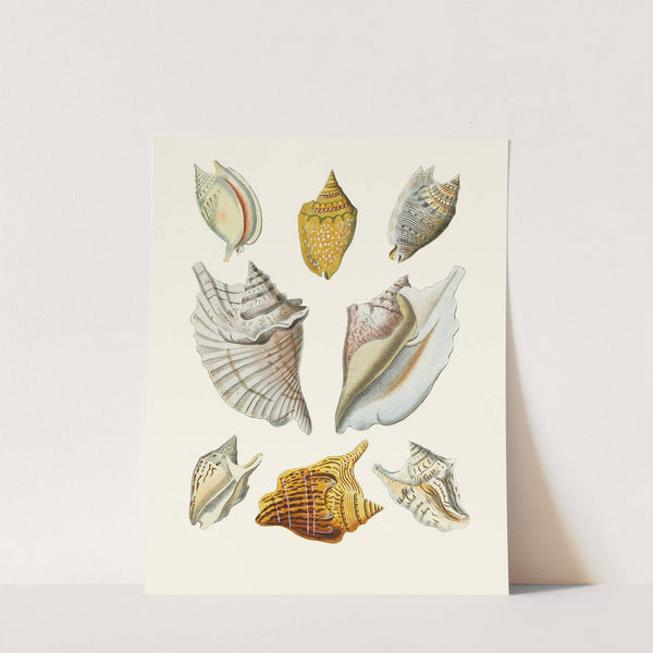 Die Flügelschnecken (Strombea) Pl.11 by Heinrich Carl Küster