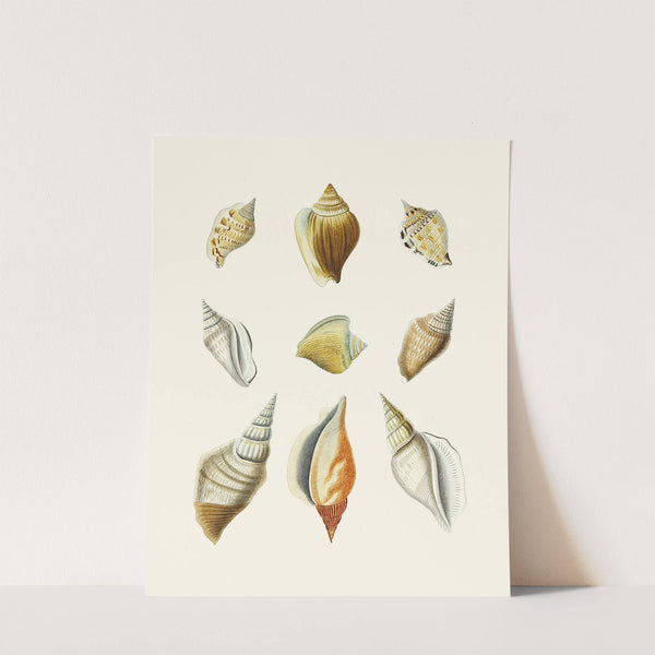 Die Flügelschnecken (Strombea) Pl.12 by Heinrich Carl Küster