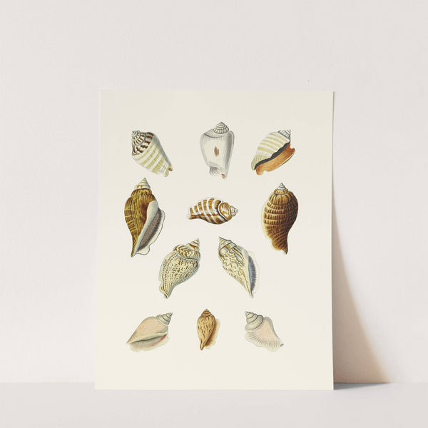 Die Flügelschnecken (Strombea) Pl.13 by Heinrich Carl Küster