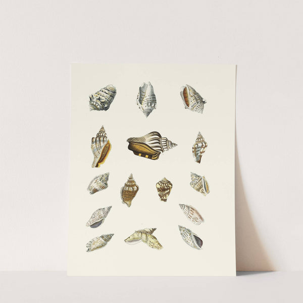 Die Flügelschnecken (Strombea) Pl.14 by Heinrich Carl Küster