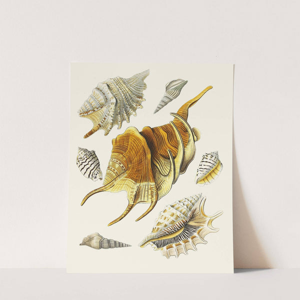 Die Flügelschnecken (Strombea) Pl.15 by Heinrich Carl Küster