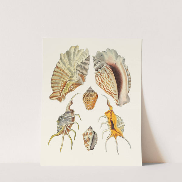 Die Flügelschnecken (Strombea) Pl.16 by Heinrich Carl Küster