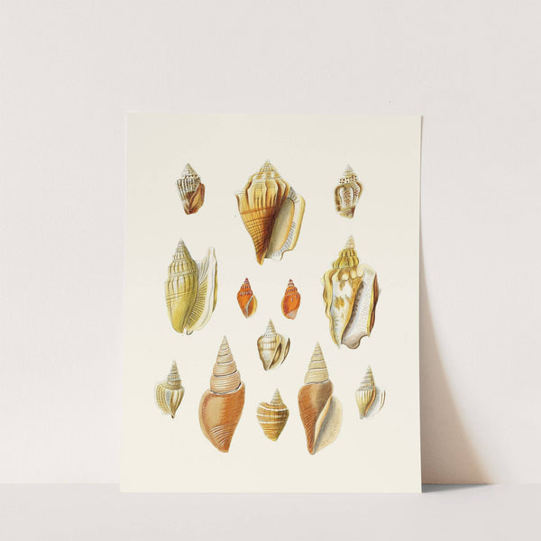 Die Flügelschnecken (Strombea) Pl.18 by Heinrich Carl Küster