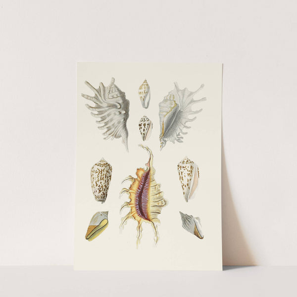 Die Flügelschnecken (Strombea) Pl.19 by Heinrich Carl Küster