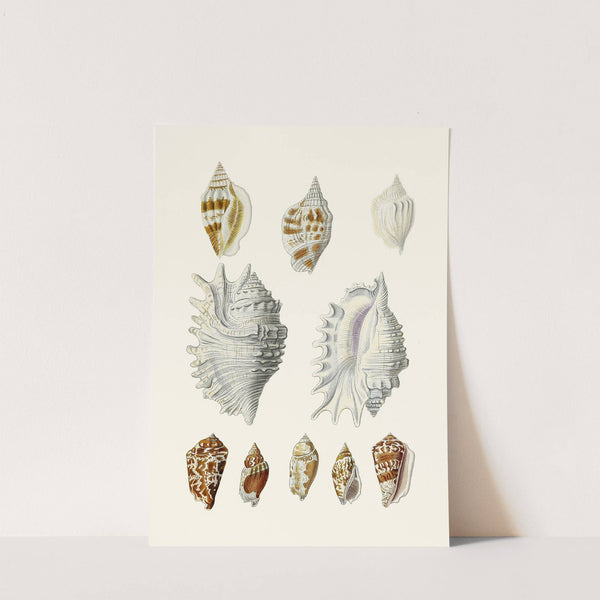 Die Flügelschnecken (Strombea) Pl.20 by Heinrich Carl Küster