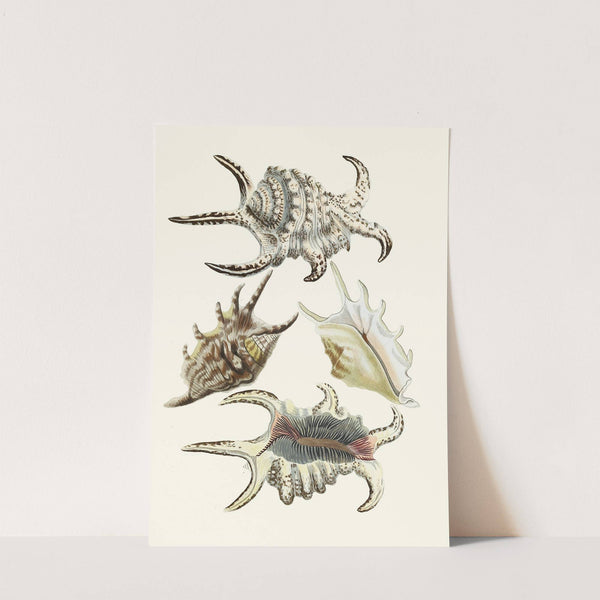 Die Flügelschnecken (Strombea) Pl.21 by Heinrich Carl Küster