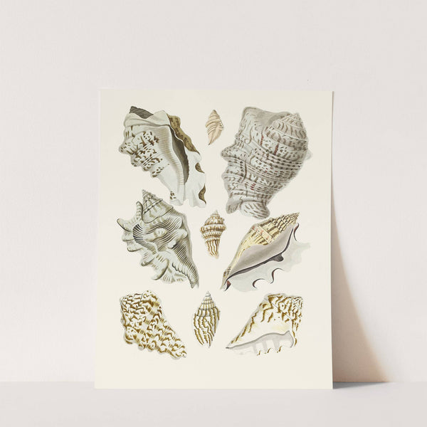 Die Flügelschnecken (Strombea) Pl.23 by Heinrich Carl Küster