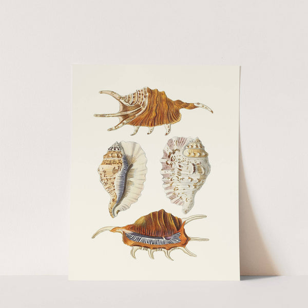 Die Flügelschnecken (Strombea) Pl.24 by Heinrich Carl Küster