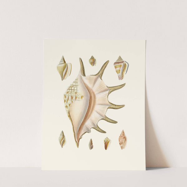 Die Flügelschnecken (Strombea) Pl.25 by Heinrich Carl Küster