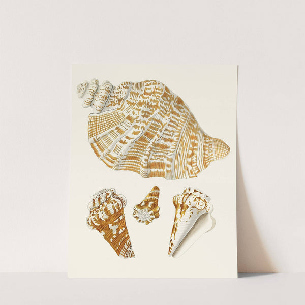 Die Flügelschnecken (Strombea) Pl.26 by Heinrich Carl Küster