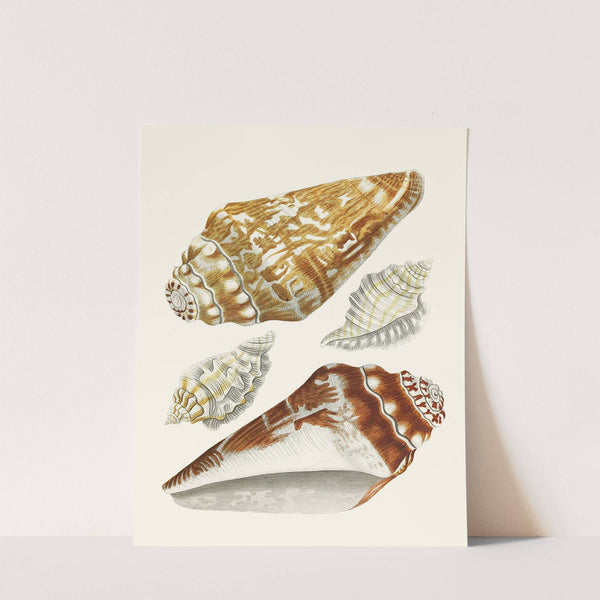 Die Flügelschnecken (Strombea) Pl.27 by Heinrich Carl Küster