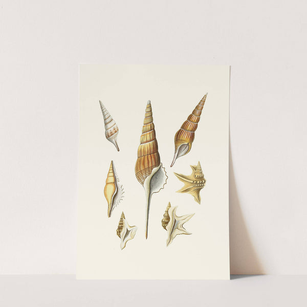 Die Flügelschnecken (Strombea) Pl.29 by Heinrich Carl Küster