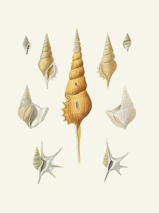 Die Flügelschnecken (Strombea) Pl.30