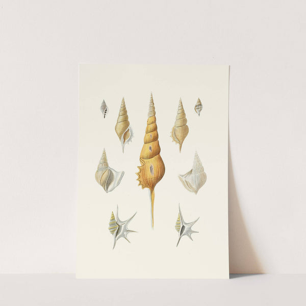 Die Flügelschnecken (Strombea) Pl.30 by Heinrich Carl Küster