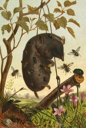 Die Insekten, Tausendfüssler und Spinnen Pl 04