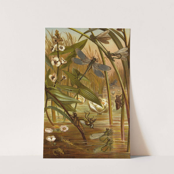 Die Insekten, Tausendfüssler und Spinnen Pl 04 by Alfred Edmund Brehm