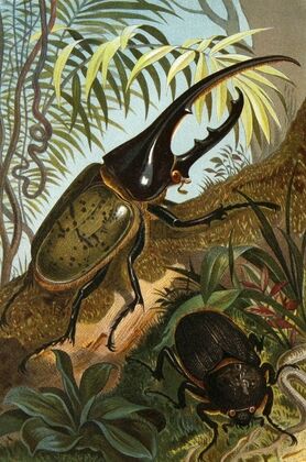 Die Insekten, Tausendfüssler und Spinnen Pl 06
