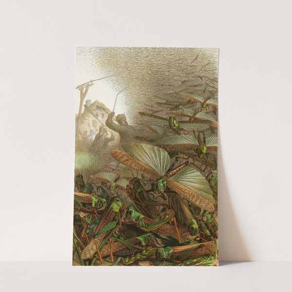 Die Insekten, Tausendfüssler und Spinnen Pl 06 by Alfred Edmund Brehm