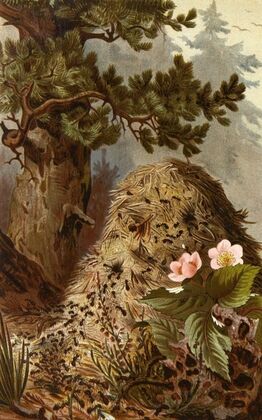 Die Insekten, Tausendfüssler und Spinnen Pl 09