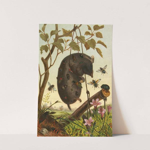 Die Insekten, Tausendfüssler und Spinnen Pl 12 by Alfred Edmund Brehm