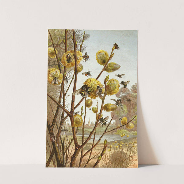 Die Insekten, Tausendfüssler und Spinnen Pl 15 by Alfred Edmund Brehm