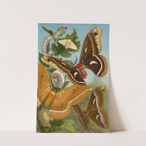 Die Insekten, Tausendfüssler und Spinnen Pl 19 by Alfred Edmund Brehm