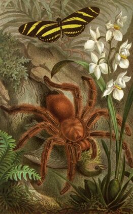 Die Insekten, Tausendfüssler und Spinnen Pl 21