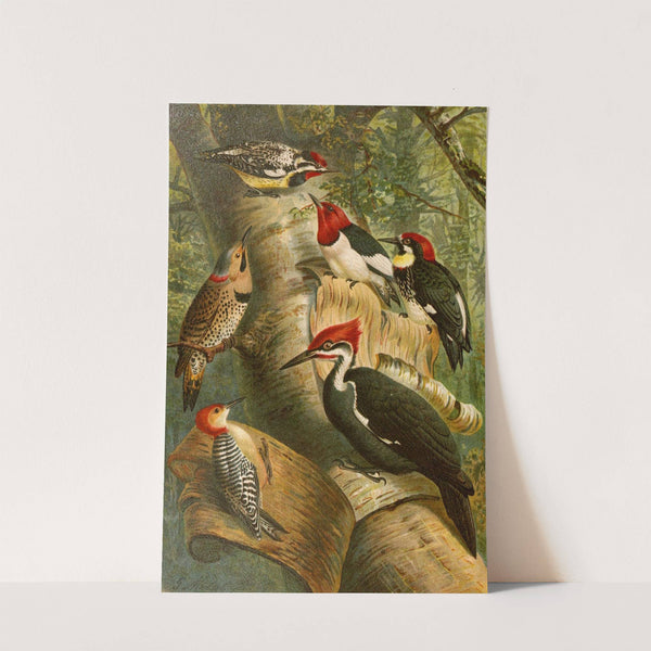 Die Nordamerikanische Vogelwelt pl01 (1891)