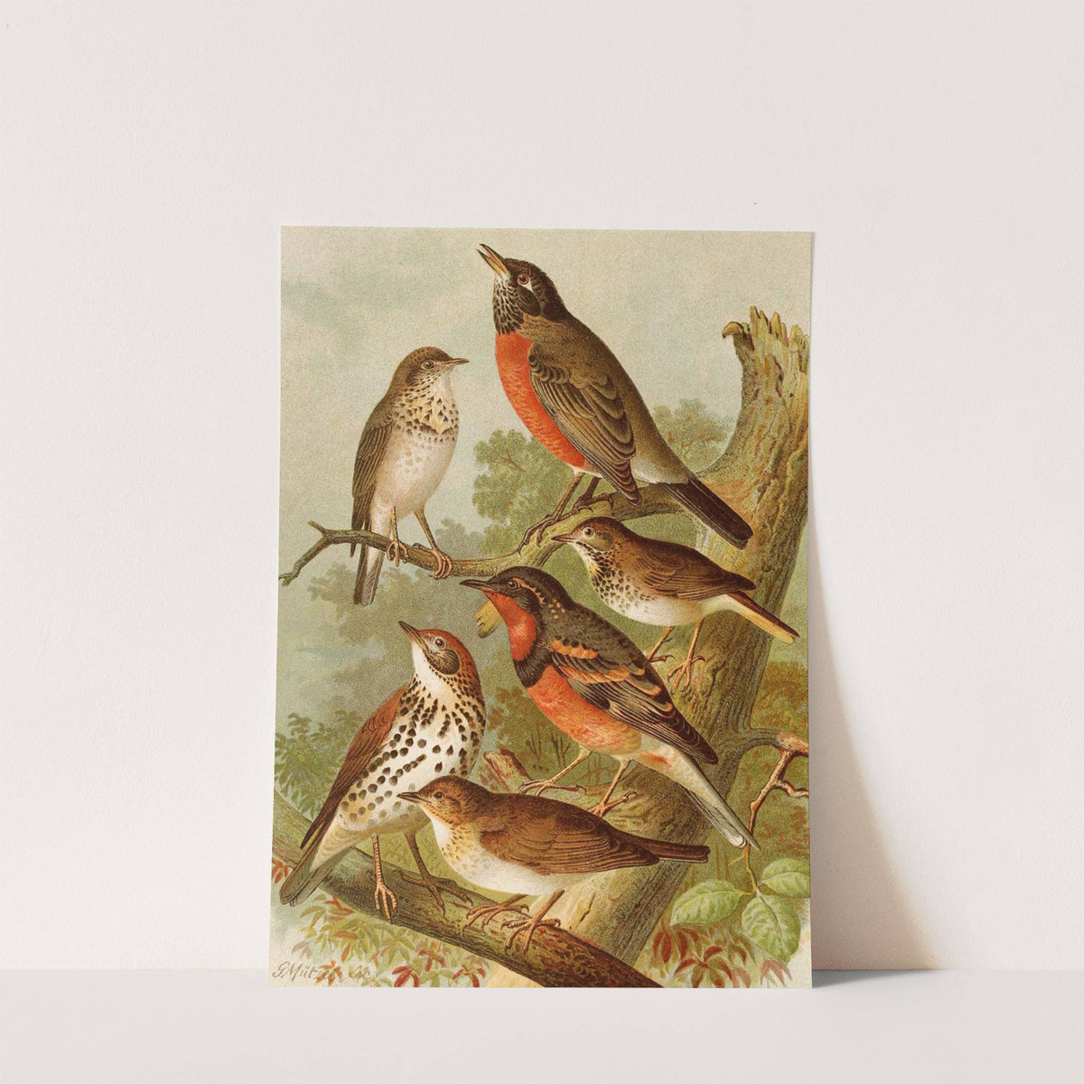 Die Nordamerikanische Vogelwelt pl02 (1891) by Gustav Mützel