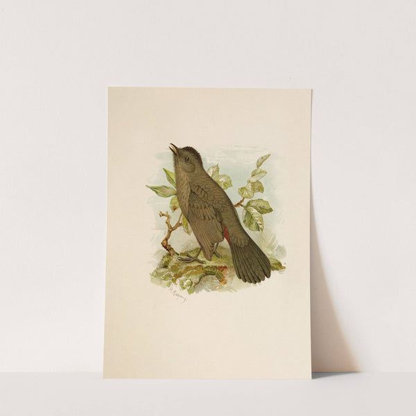 Die Nordamerikanische Vogelwelt pl05 by Robert Ridgway