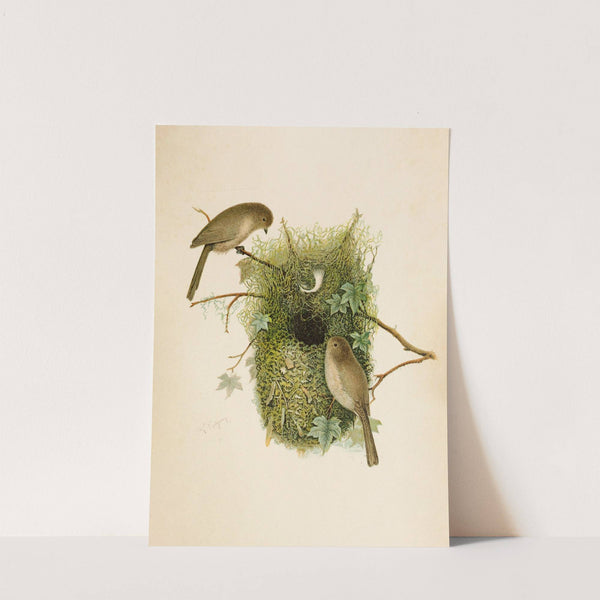 Die Nordamerikanische Vogelwelt pl09 by Robert Ridgway