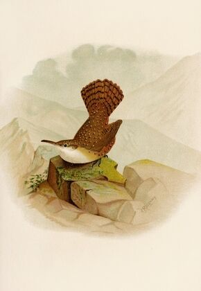 Die Nordamerikanische Vogelwelt pl10