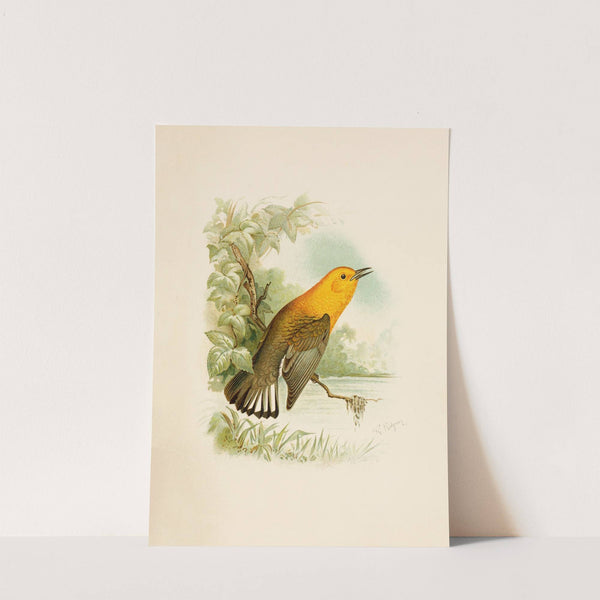 Die Nordamerikanische Vogelwelt pl11 by Robert Ridgway