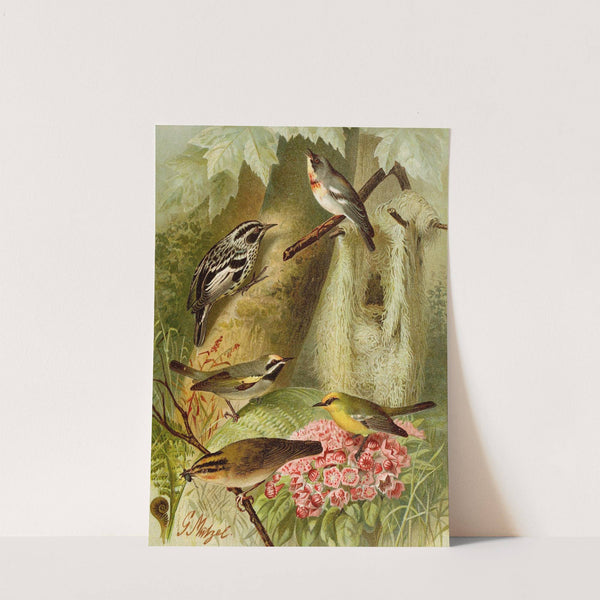 Die Nordamerikanische Vogelwelt pl12 (1891) by Gustav Mützel