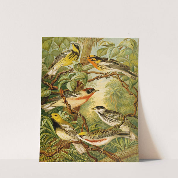 Die Nordamerikanische Vogelwelt pl13 by Christian Anton Goering