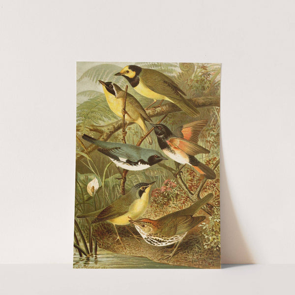 Die Nordamerikanische Vogelwelt pl15 (1891) by Gustav Mützel