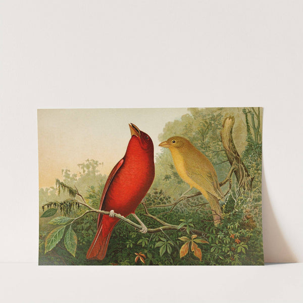 Die Nordamerikanische Vogelwelt pl20 (1891) by Gustav Mützel