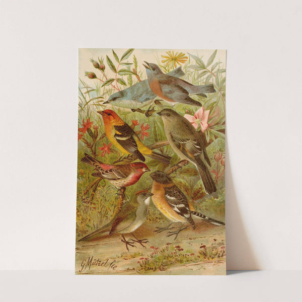 Die Nordamerikanische Vogelwelt pl21 (1891)