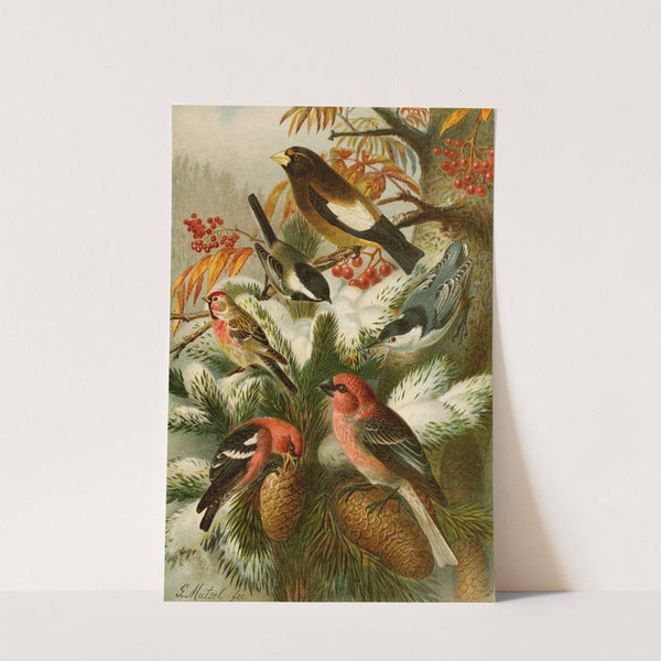 Die Nordamerikanische Vogelwelt pl22 (1891) by Gustav Mützel