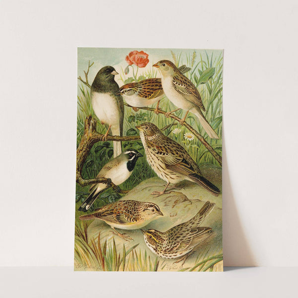 Die Nordamerikanische Vogelwelt pl24 (1891) by Gustav Mützel