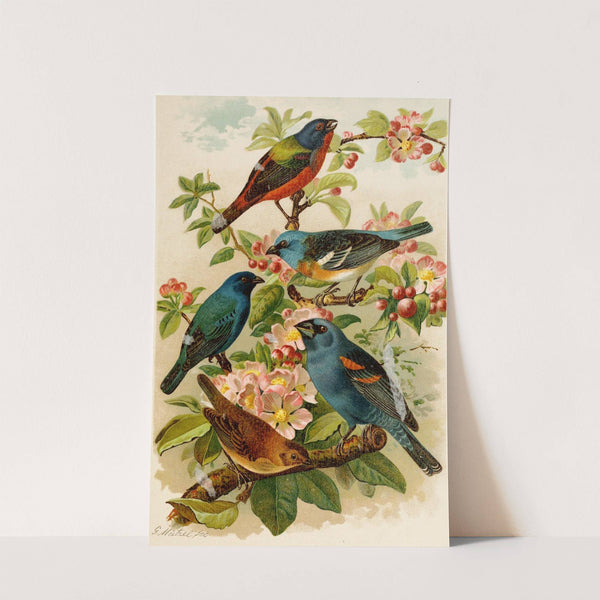 Die Nordamerikanische Vogelwelt pl28 (1891)