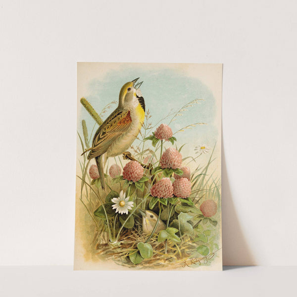 Die Nordamerikanische Vogelwelt pl29 by Robert Ridgway