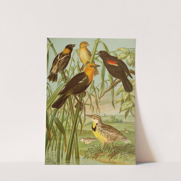 Die Nordamerikanische Vogelwelt pl30 by Christian Anton Goering