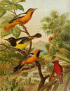 Die Nordamerikanische Vogelwelt pl31
