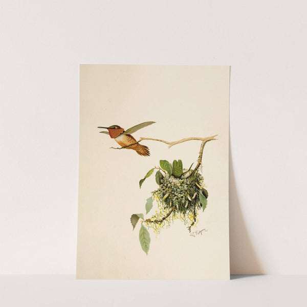 Die Nordamerikanische Vogelwelt pl36 by Robert Ridgway