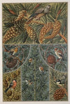 Die Pflanze in Kunst und Gewerbe Pl.060
