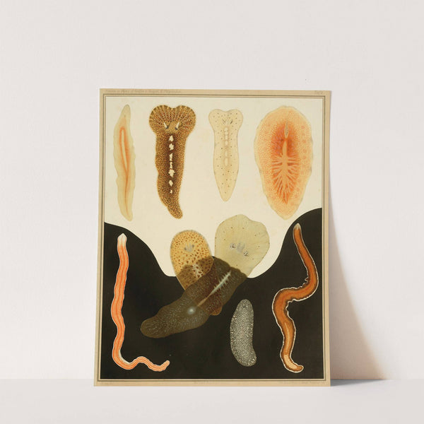 Die polycladen des golfes von Neapel und der angrenzenden meeres-abschnitte pl2 by Arnold Lang