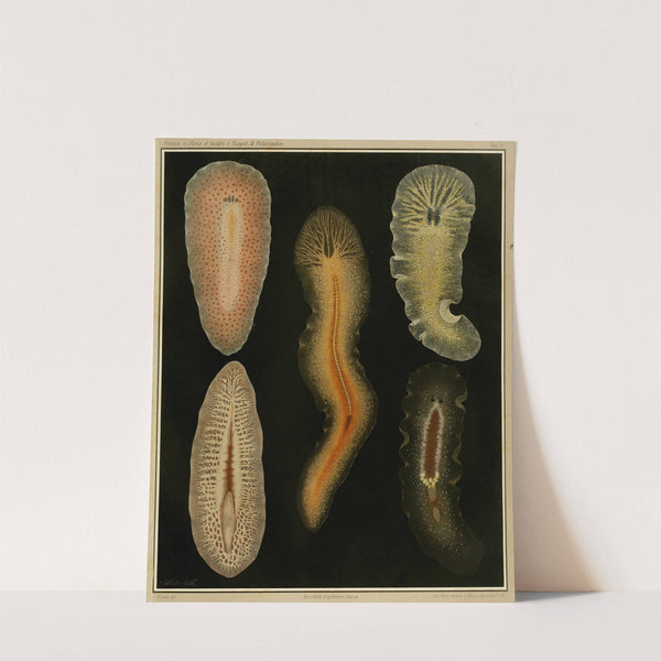 Die polycladen des golfes von Neapel und der angrenzenden meeres-abschnitte pl4 by Arnold Lang